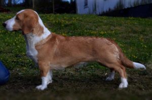 Utställning Gävleborgs DK Järvsö @ Järvsö, Gävleborg County | Järvsö | Sweden